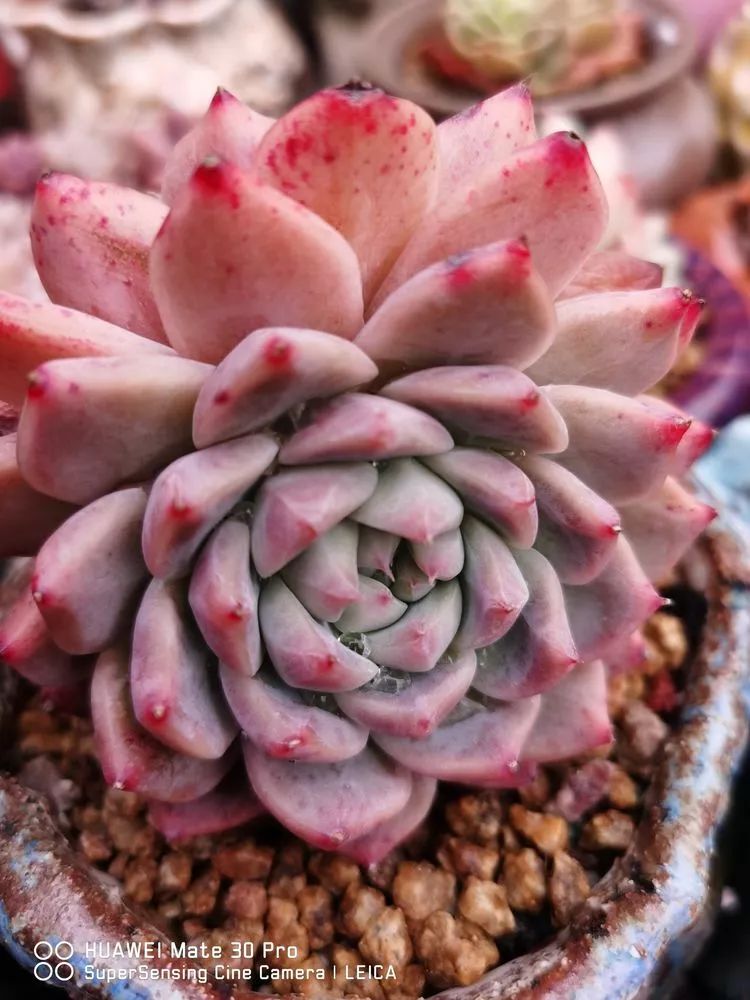 冬日如何更好地养多肉,冬天可以户外养护的多肉