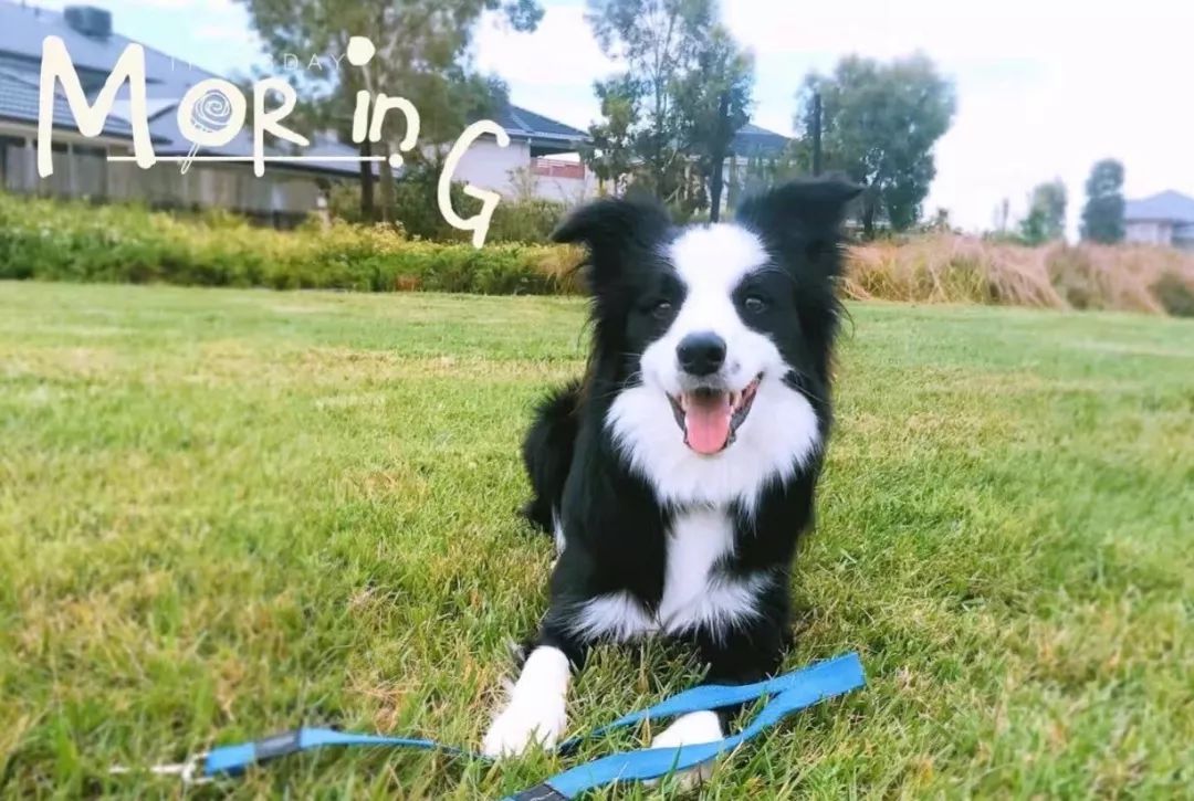 宠物经济剖析,宠物经济如何赚钱