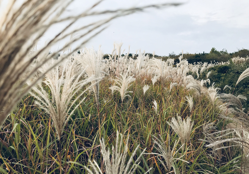 琅琊镇胡家山,胡家山