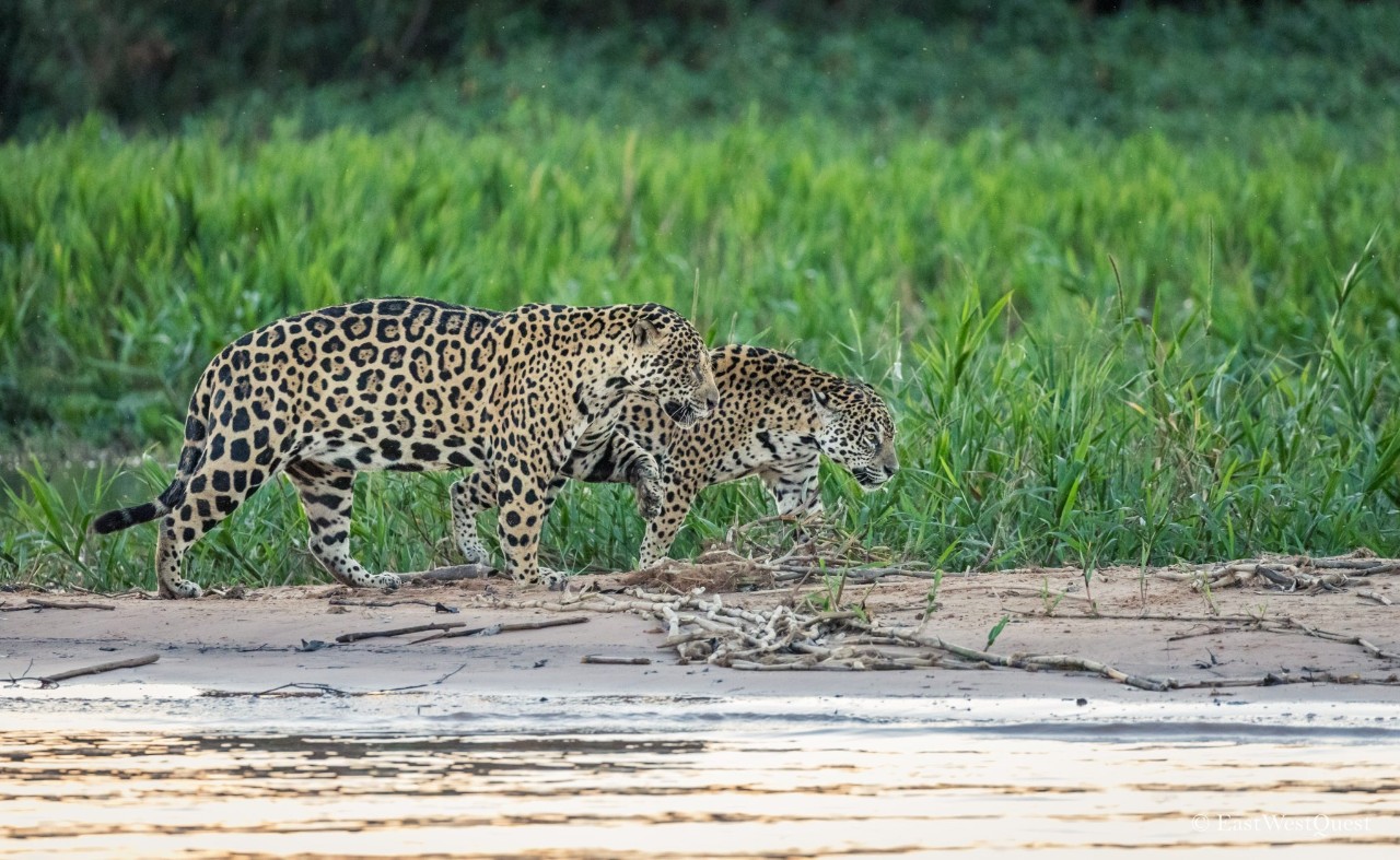 美洲绿水蚺美洲虎,美洲虎捕杀绿水蚺