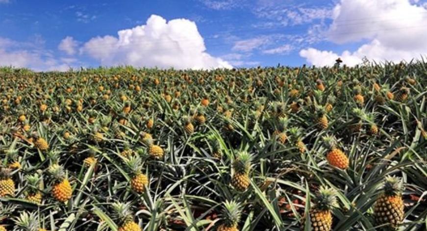 种菠萝的步骤是什么呀,种菠萝需要怎样的土壤