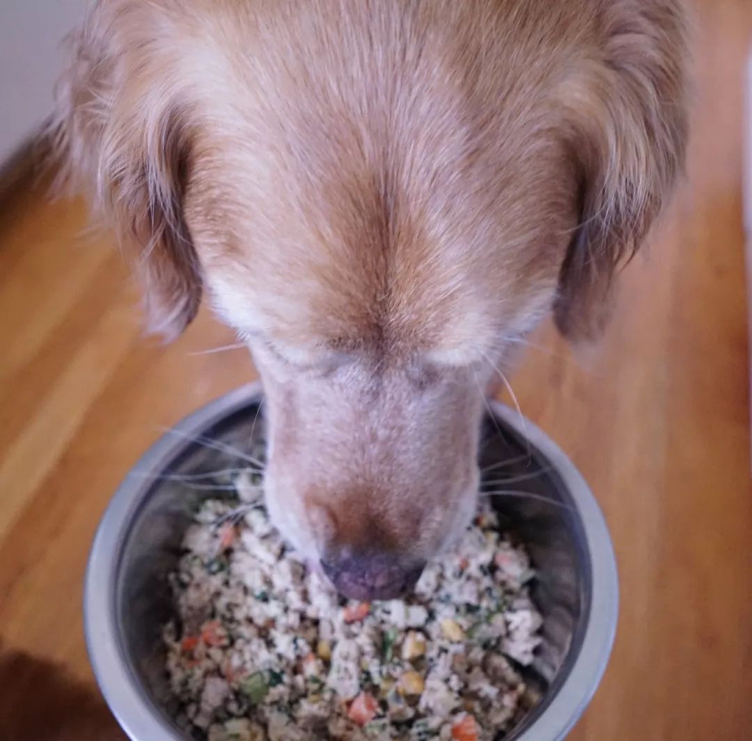 宠物金毛能活多少年,金毛等主人5年