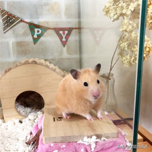 如果仓鼠不吃饭该怎么办,仓鼠不吃饭只吃零食怎么办