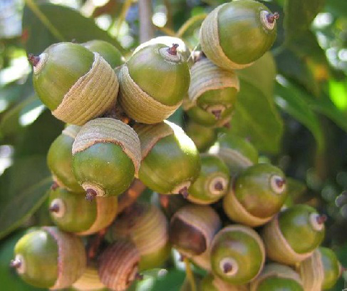 药材知母苍耳,中药材楮树白皮