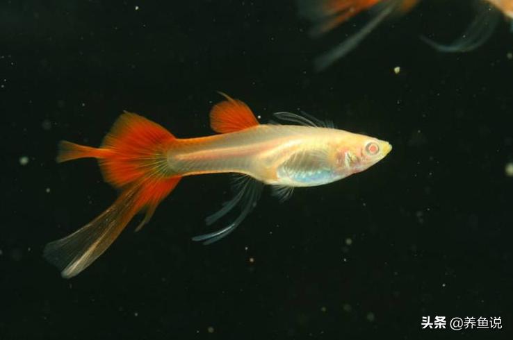 孔雀鱼如何繁殖饲养小鱼,孔雀鱼怎么入缸新手养