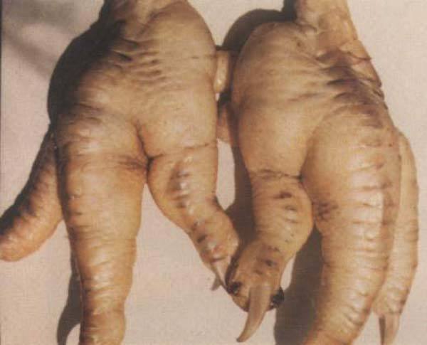 鸡得了痛风病怎么办,鸡痛风症状表现图片大全