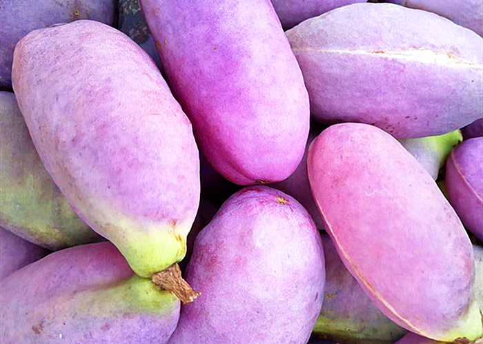 香蕉和野生香蕉,野生香蕉和普通香蕉