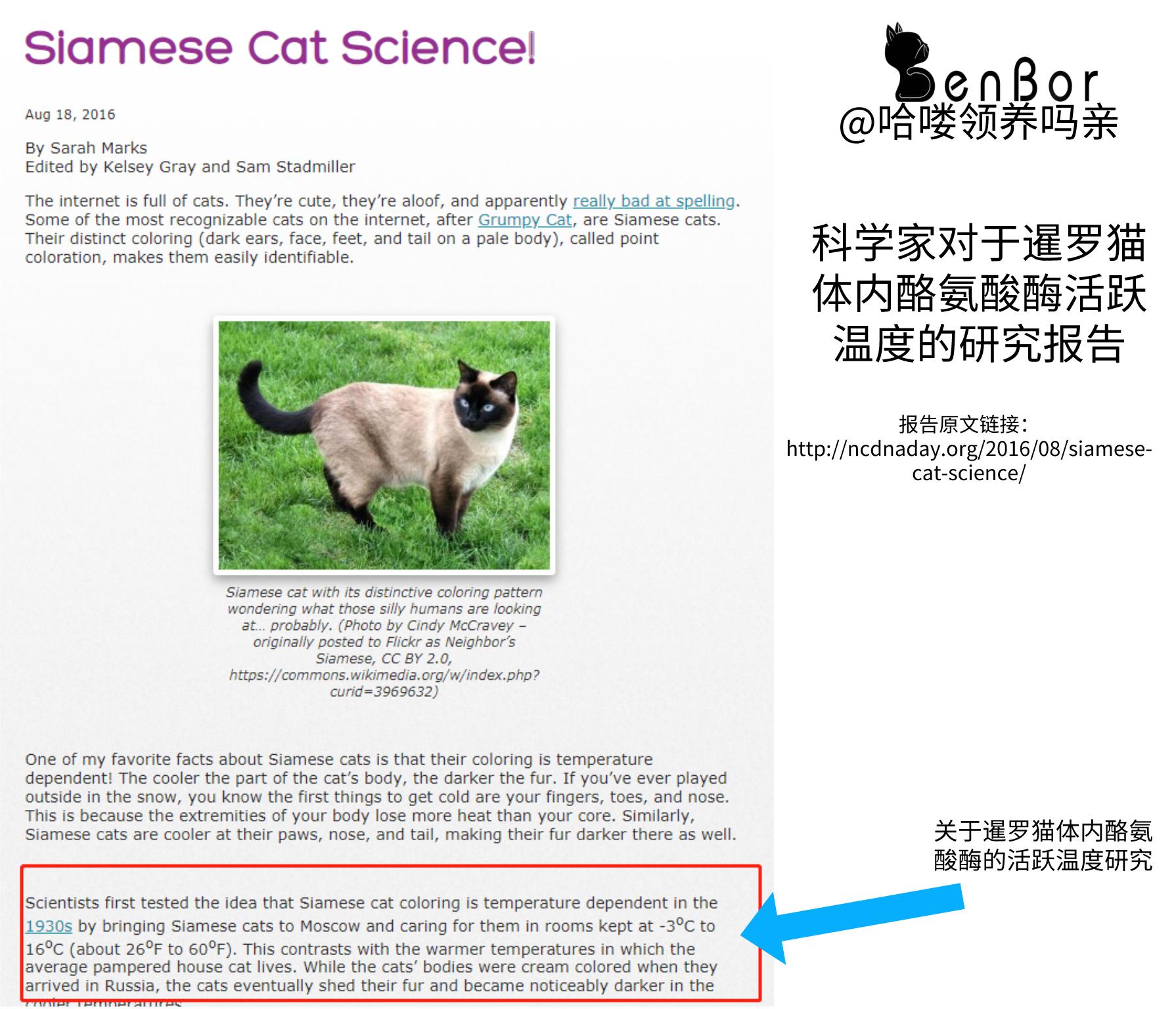 暹罗猫特别怕冷是什么原因,为什么暹罗猫怕冷