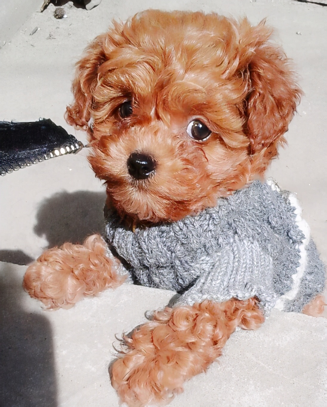 养泰迪犬的几大误区,饲养泰迪犬的6个注意事项是什么