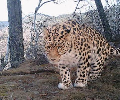 黑龙江发现二级保护动物,黑龙江保护动物有哪些