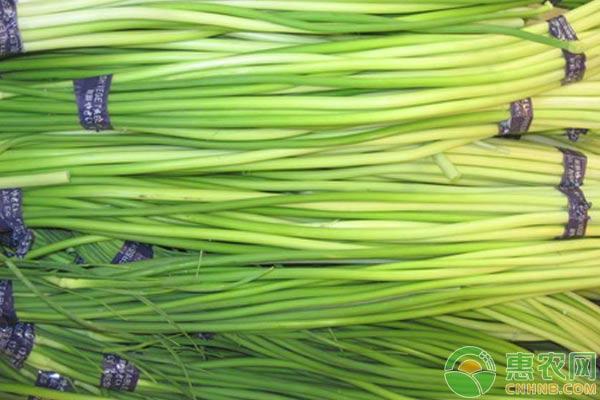 杞县蒜薹今天价格表,杞县蒜薹最新行情价格表