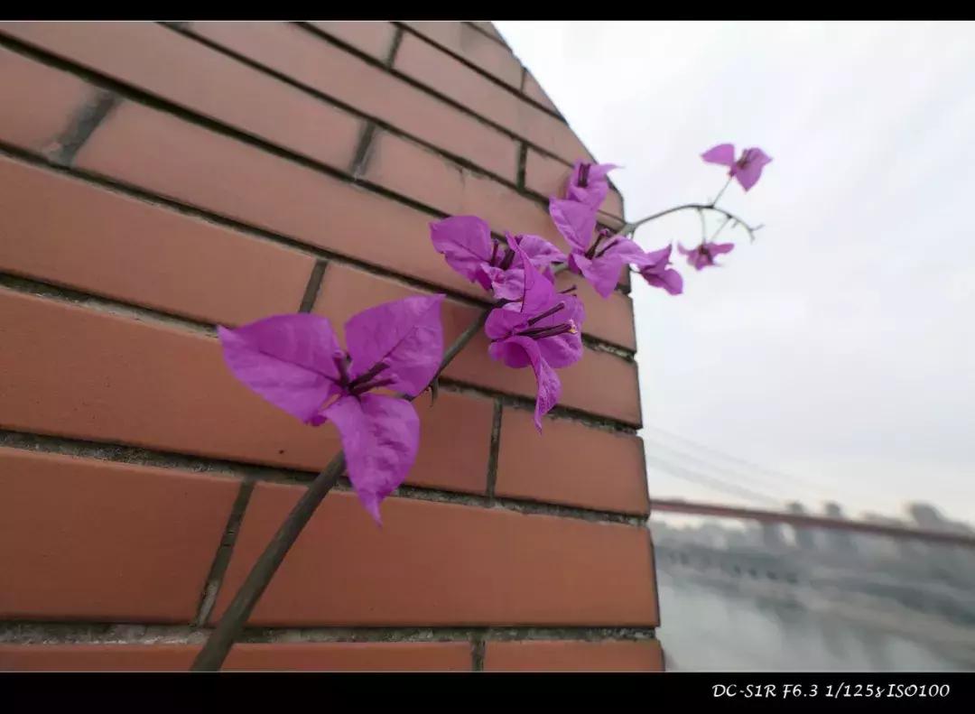 适马mc21转接环怎么样,适马mc21转接环升级教程