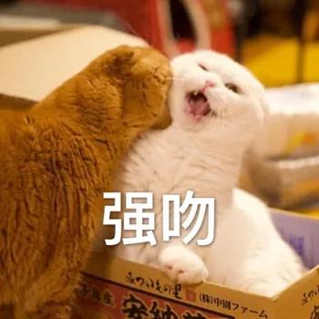 世界公认五大吻技,最佳亲吻奖2005