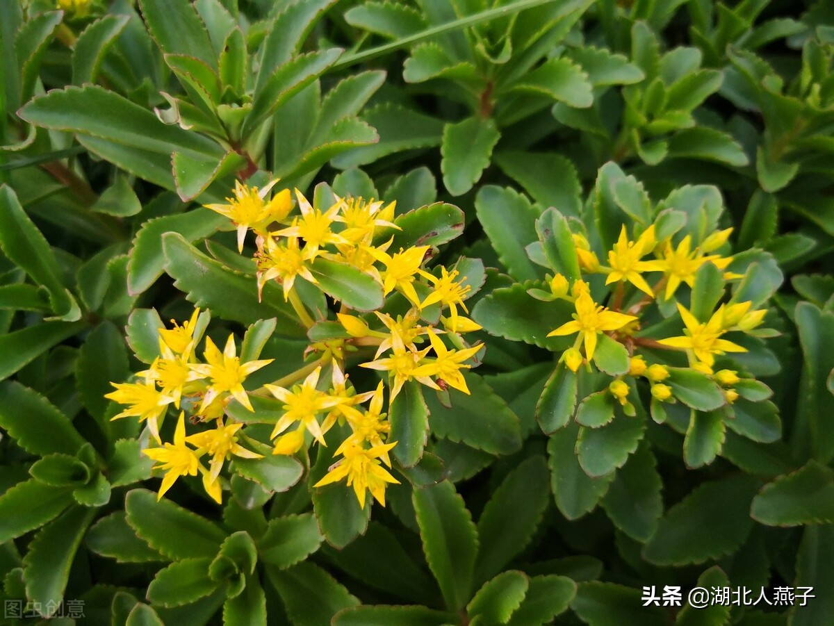 常见野菜的种类和图片大全 (各种野菜大全带图片)
