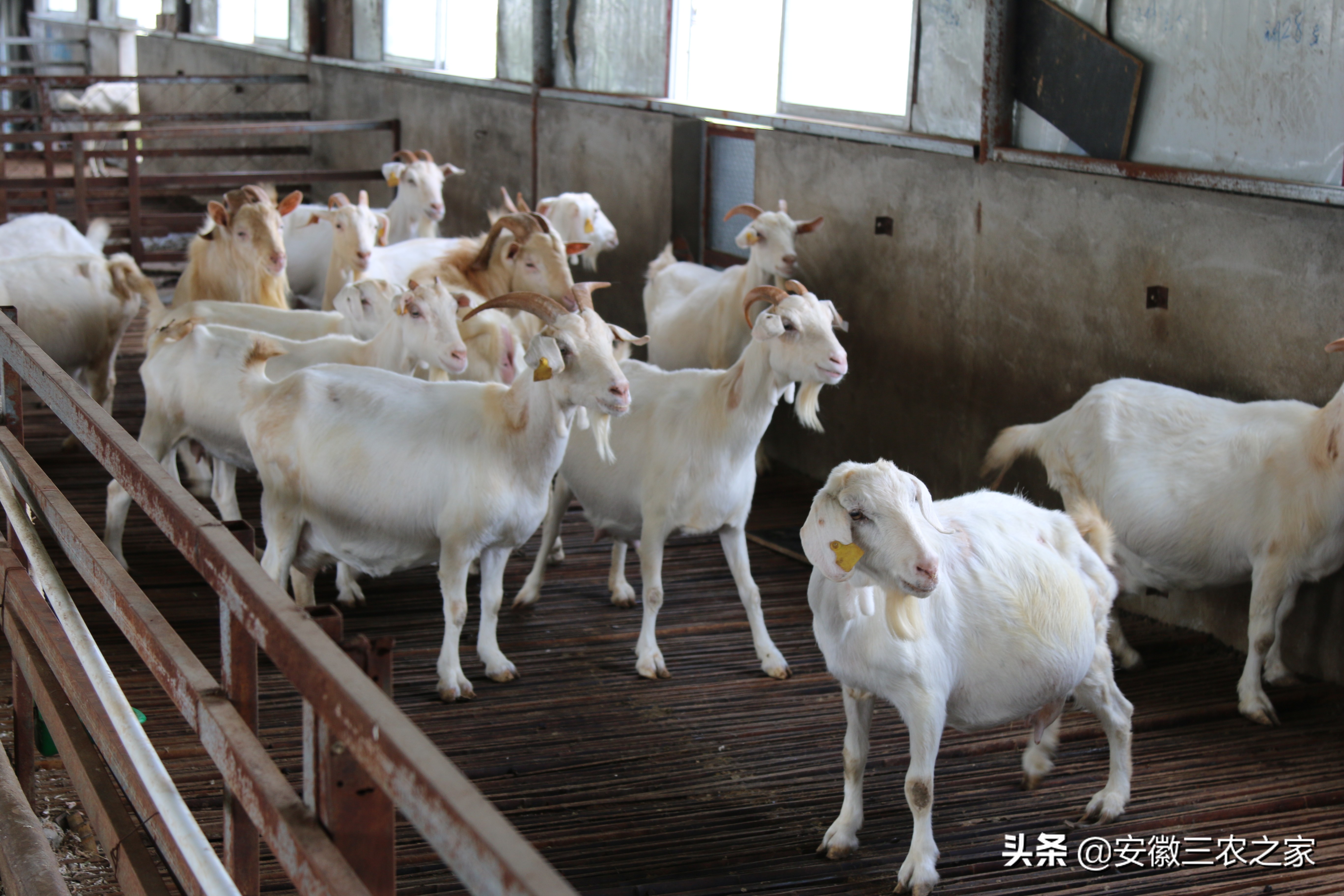 回乡创业养羊之路,返乡创业养鸡好做吗