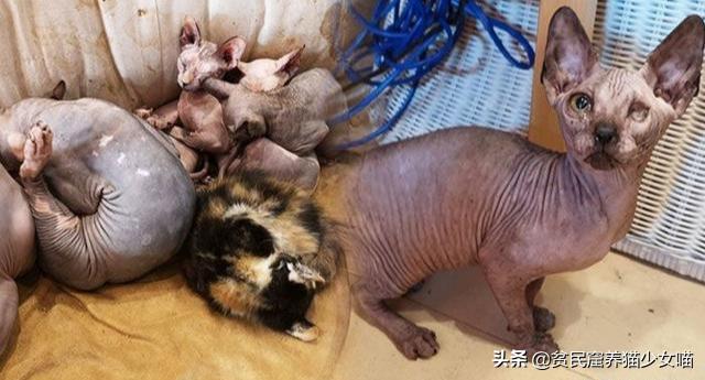 鐚閬楀純鐚挅,鐚挭琚仐寮冨湪鐚挅