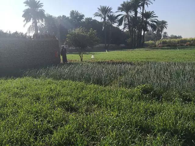 走进一带一路，实现优势互补，赴埃及种植业考察见闻