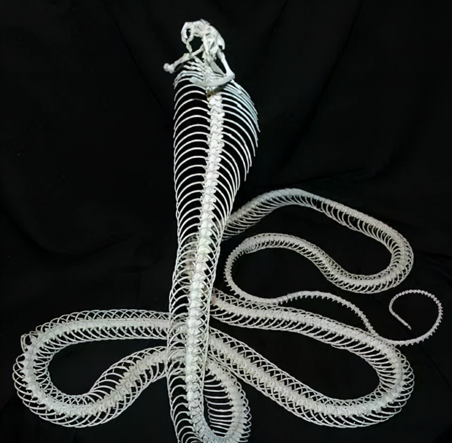 农户家中惊现两米长剧毒眼镜王蛇,发现剧毒的眼镜王蛇需要怎么处理