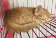 中国猫的雅称,猫生百态包括什么