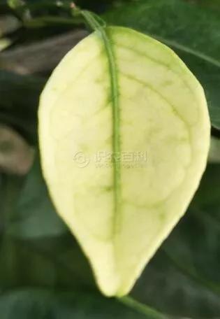 柑橘12月有什么病害虫害,柑橘全年病害虫害最新防治方法