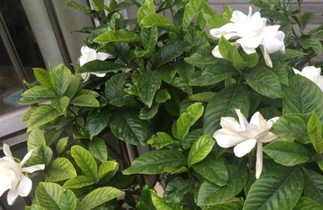 栀子花用什么肥料养叶子不黄叶,栀子花黄叶施什么肥料