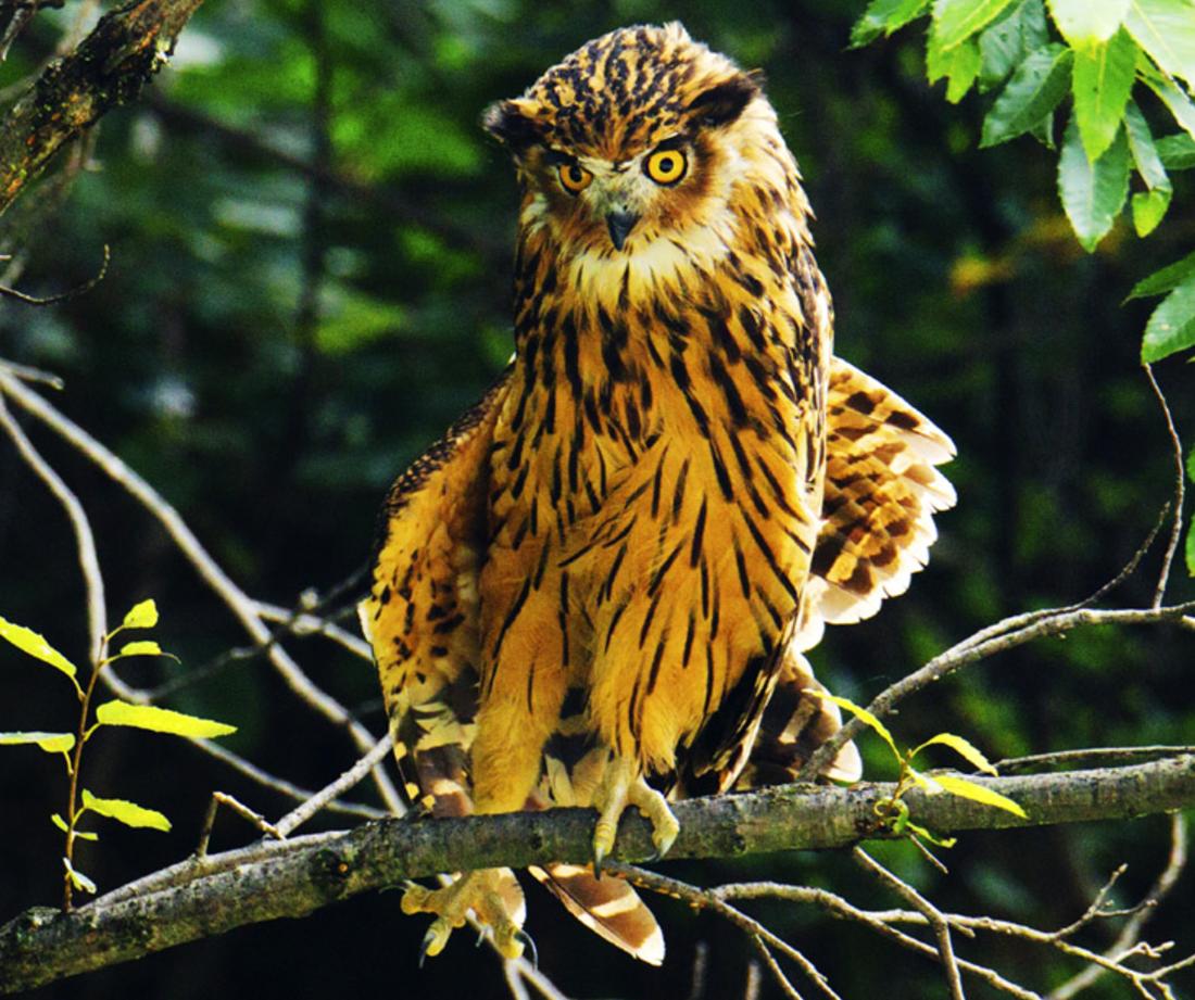 汉中现兔耳朵猛禽，长腿长爪，捕猎前先清理爪子，捕豪猪不怕被刺
