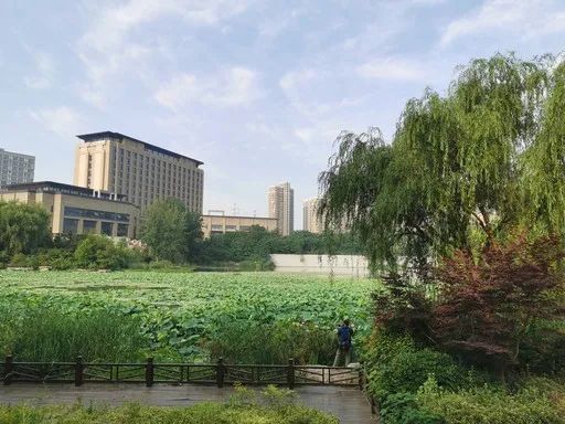 江苏10大赏荷地,赏荷地图推荐