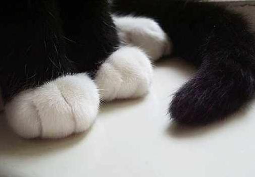 来看看你家猫在古代叫什么名字,古代猫咪花色名称大全