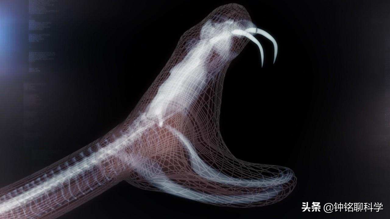 男子被蛇咬了毒蛇却奄奄一息,被毒蛇咬伤用什么蛇药