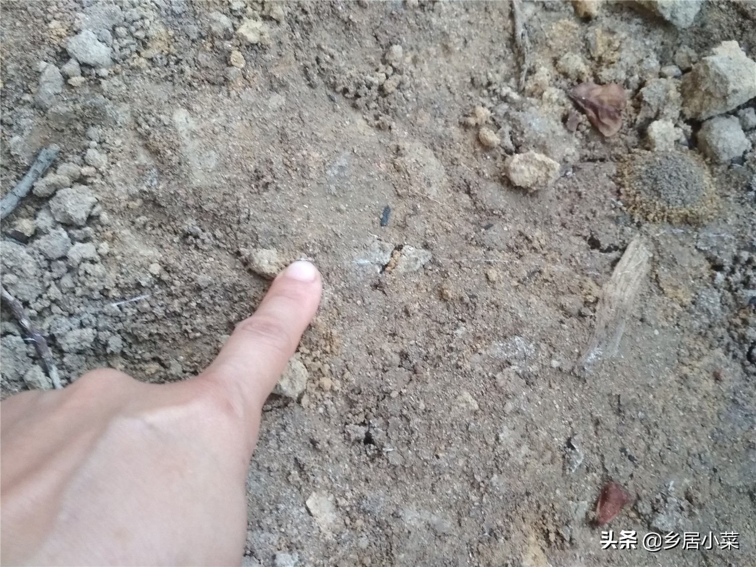 生石灰能杀灭蜗牛吗,种菜遇蜗牛吃如何防治