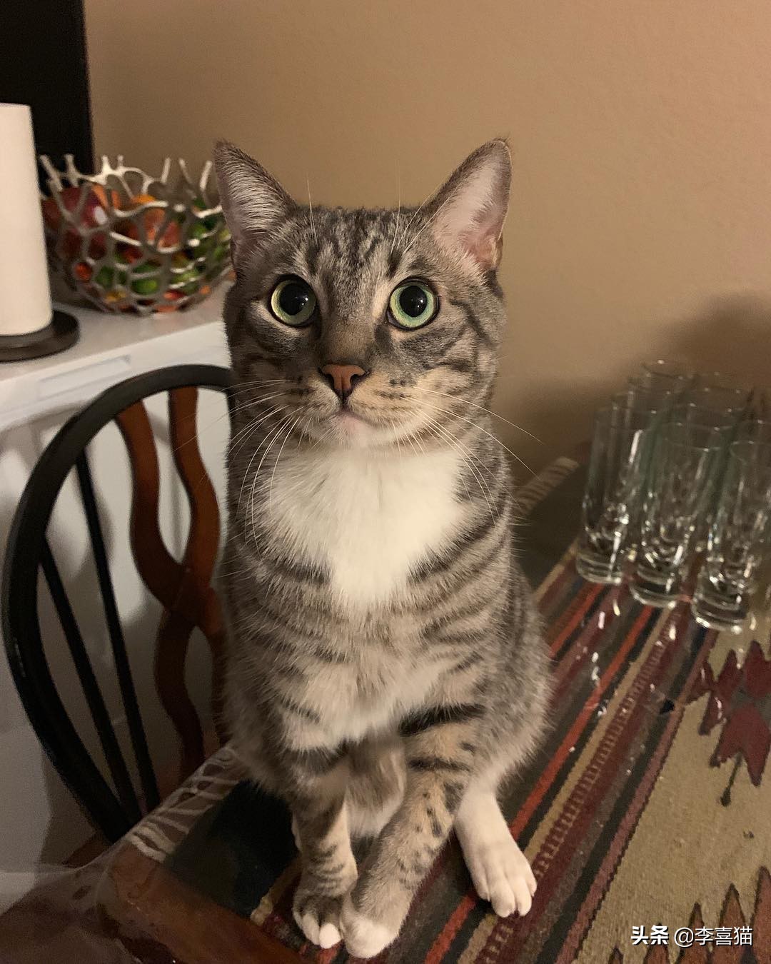 辟谣猫咪并非黑夜都能看得清,猫咪流泪跟猫粮有关吗