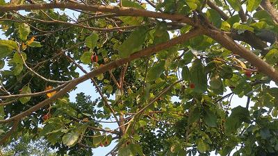 七八月，清西人多了一种“口果”，美味