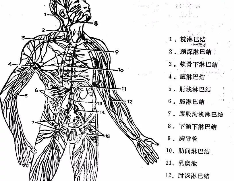 脖子上的“小肿块”——淋巴结肿大怎么办?