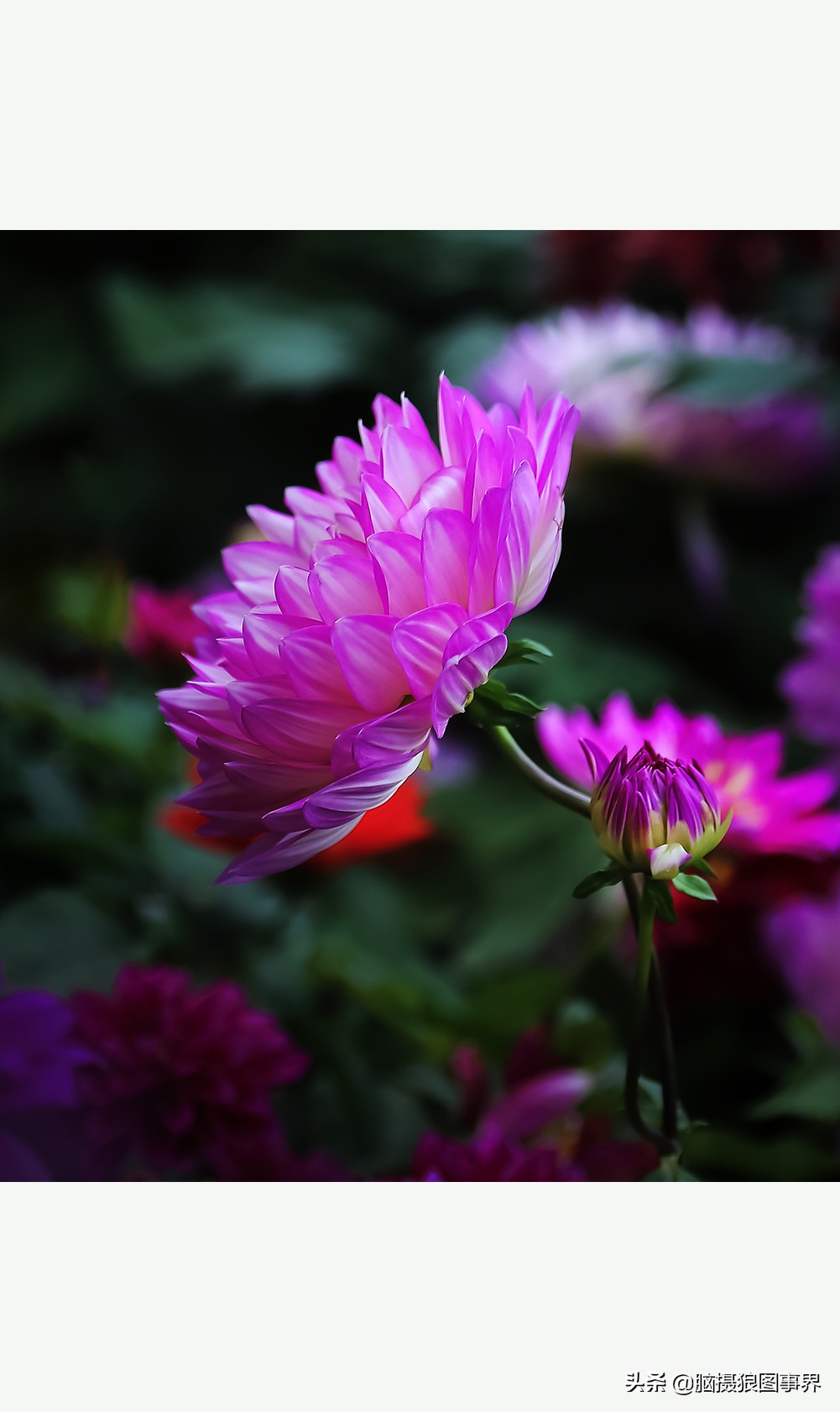 花海如何给花拍照好看,大面积的花怎样拍出花海的感觉