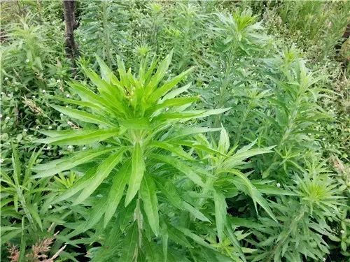 那些常见却叫不上名字的野花野草,常见的野花野草却是农家之宝