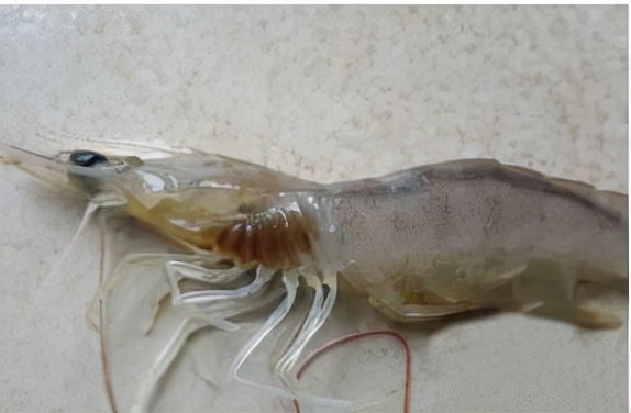 养殖户容易犯什么病,对虾养殖白便分析与处理