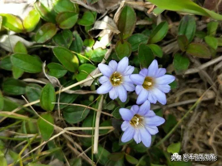 认识身边的中药材,认识中医寻找身边的中药