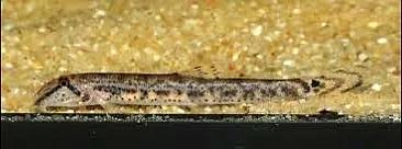 野生泥鳅品种图片大全大图,最大的泥鳅图片大全