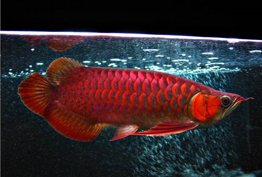 如何防止龙鱼疾病发生,怎么养龙鱼预防生病