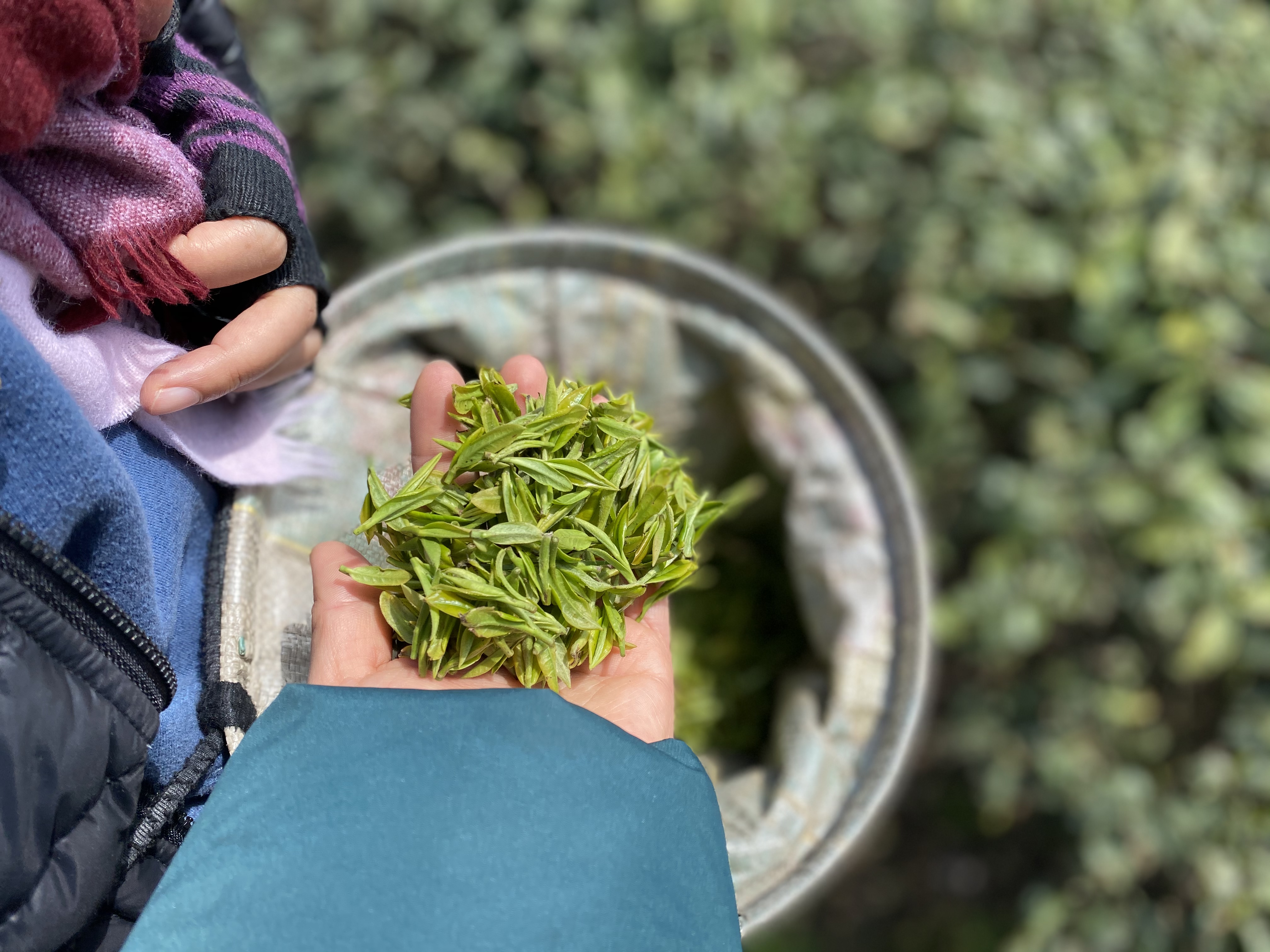 谷雨龙井为什么比明前便宜,龙井适合什么季节喝