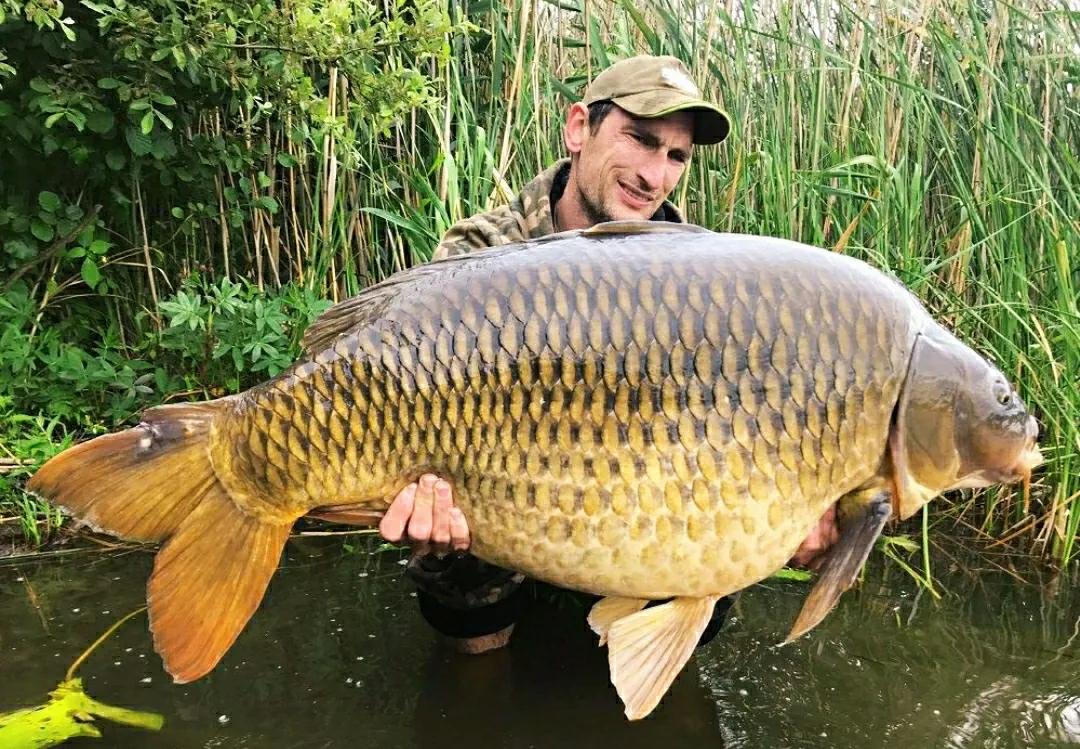 亚洲鲤鱼到底有多厉害,亚洲鲤鱼泛滥成灾的视频