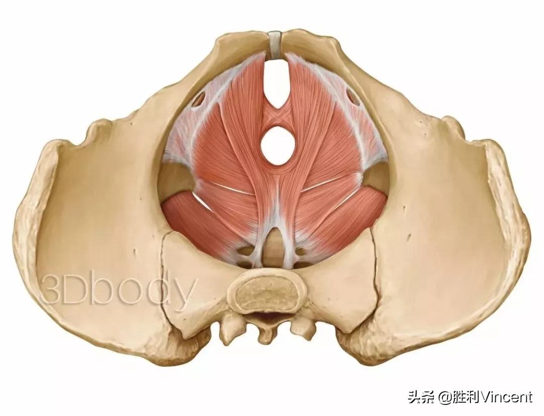 盆底肌腹直肌和骨盆修复哪个重要,了解盆底
