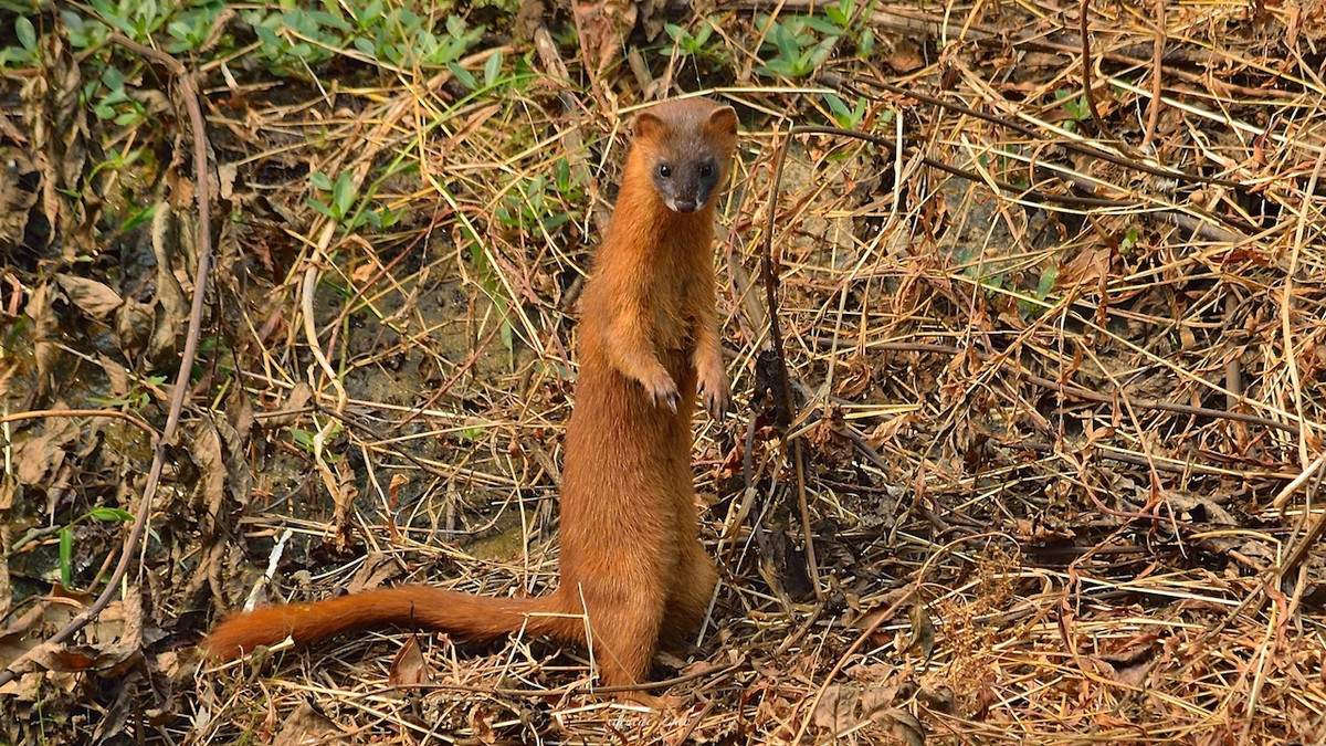 养殖户怎么防止黄鼠狼,黄鼠狼为什么不能大量养殖