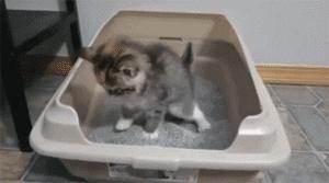 萌出血的猫,萌出血的小奶猫