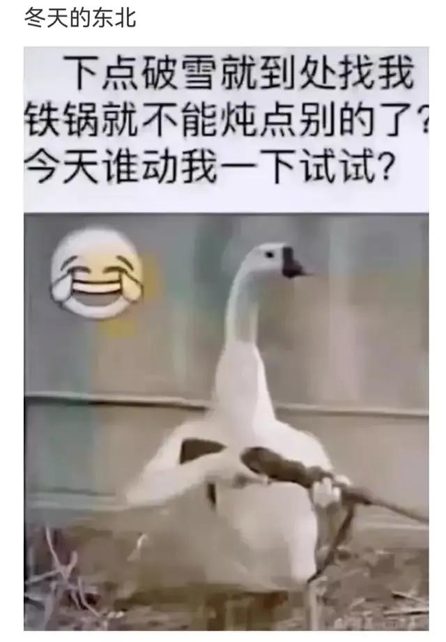 神回复下半句,神回复煮东西