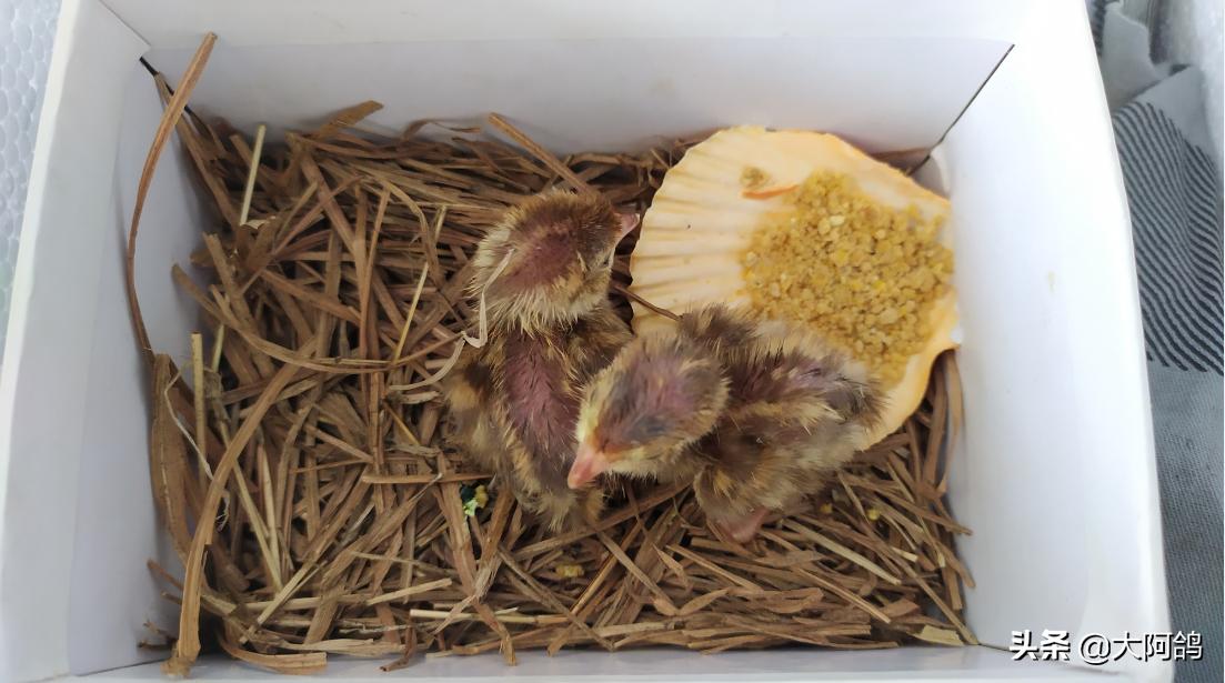 自制鹌鹑蛋简易孵化器,全自动孵化器鹌鹑孵化需要多少天