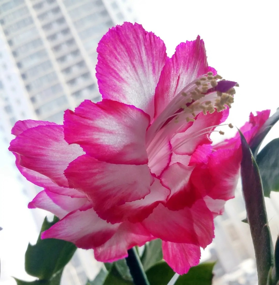 15种蟹爪兰品种介绍,蟹爪兰哪些品种好看