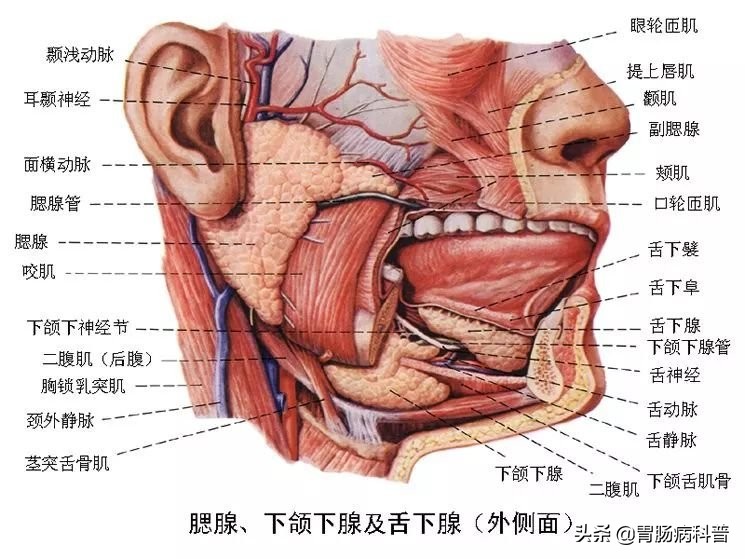 消化系统解剖图视频,消化系统解剖图手绘简单