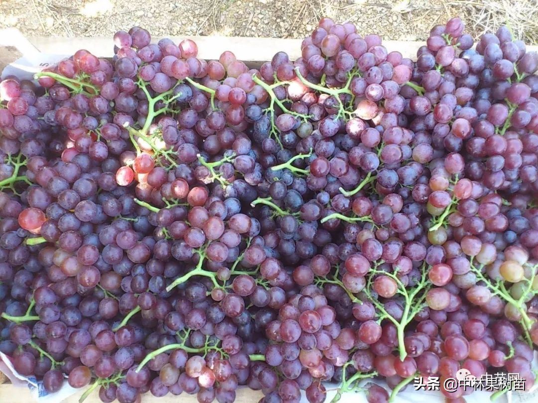 玫瑰香葡萄营养成分,玫瑰香葡萄真的很甜