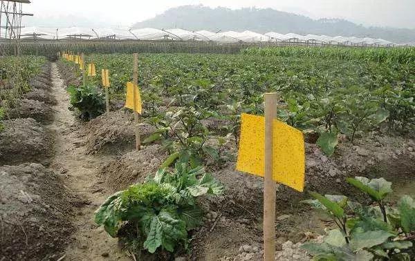 最全杀虫剂用药指南,二十种常用杀虫剂全介绍